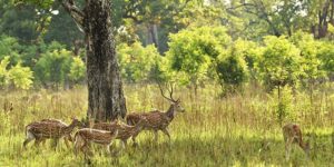 Bardiya National Park best winter destination