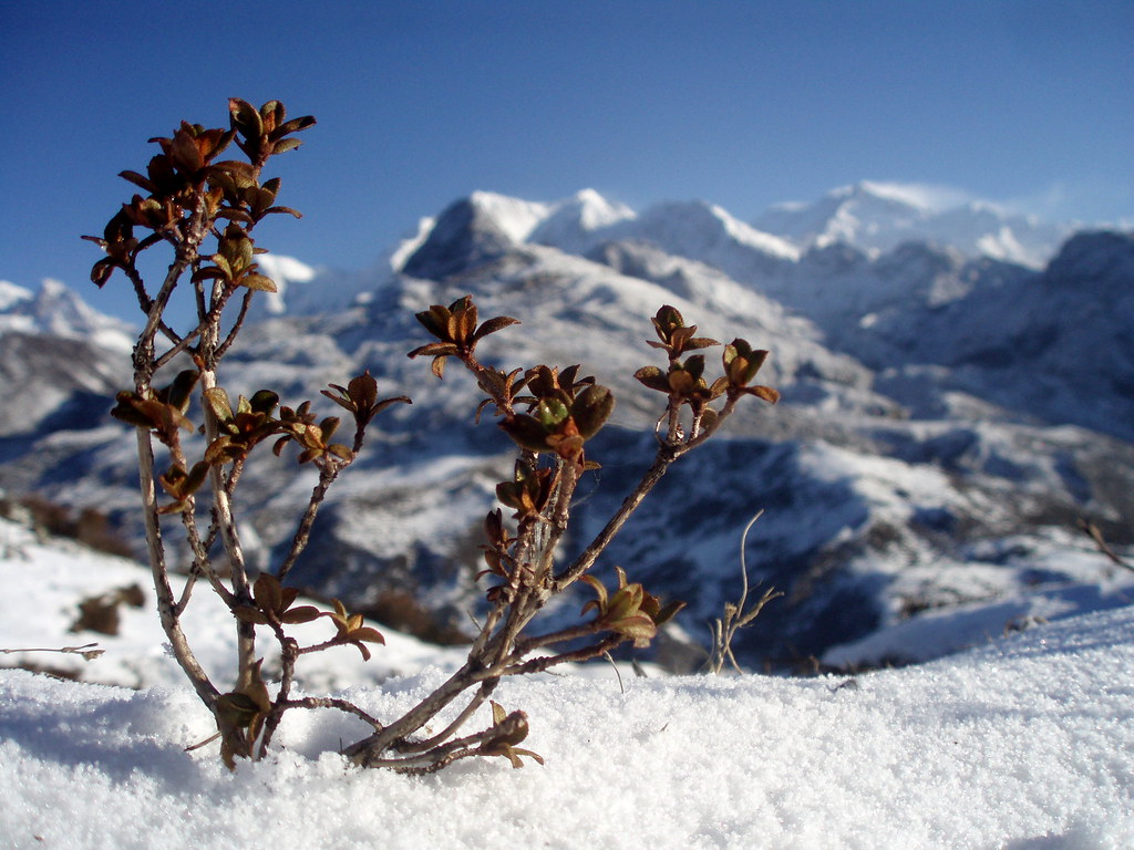 kanchenjunga trek