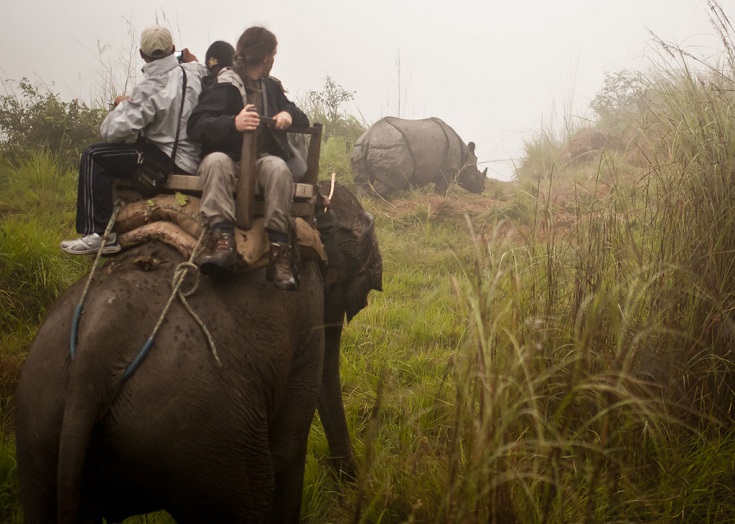 Jungle Safari