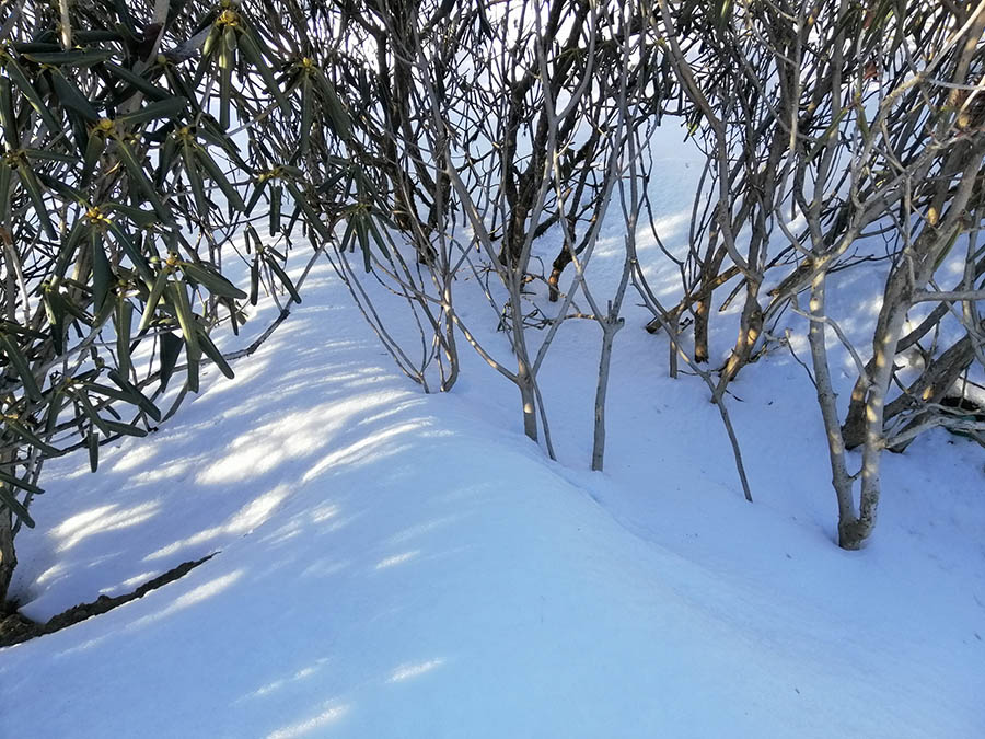 Snow in Kalinchowk