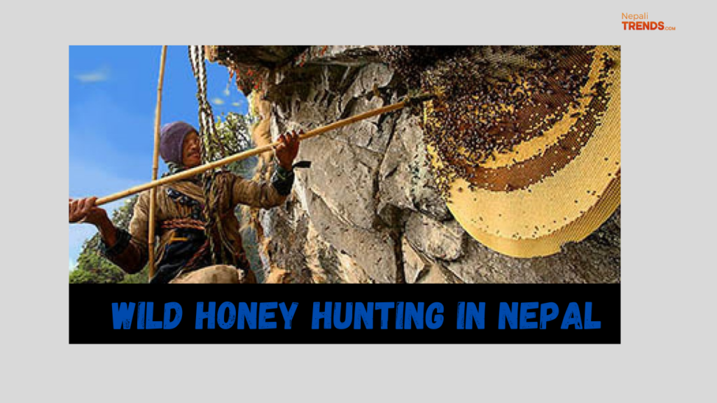 Wild Honey hunting in Nepal
