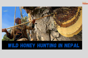 Wild Honey hunting in Nepal