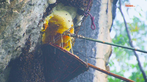 honey collection in a bucket- honey hunting in Nepal