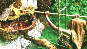 honey hunting in Nepal