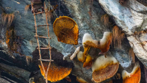 honeycomb in rock- honey hunting in Nepal