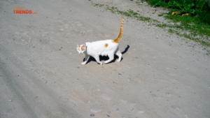 dumbest and funniest childhood memories- cat crossing road as bad luck