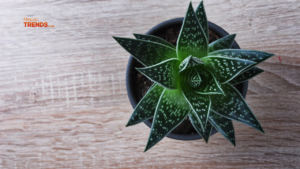 Low maintenance indoor plants - Aloe