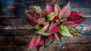 Low maintenance indoor plants - Chinese Evergreen