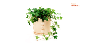 Low maintenance indoor plants - English Ivy
