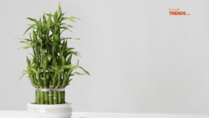 Low maintenance indoor plants - Lucky bamboo
