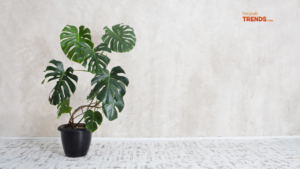 Low maintenance indoor plants - Philodendron