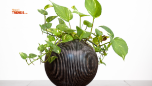 Pothos- Low maintenance indoor plants