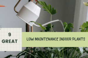 low maintenance indoor plants